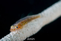 Whip goby, potrait by Nazir Amin 